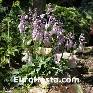 Hosta Sun Drop