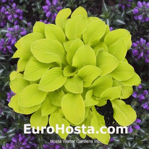 Hosta Sun Mouse