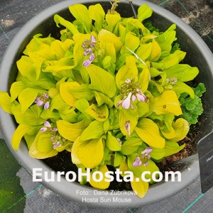 Hosta Sun Mouse