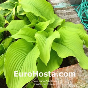 Hosta Sun Power - Eurohosta