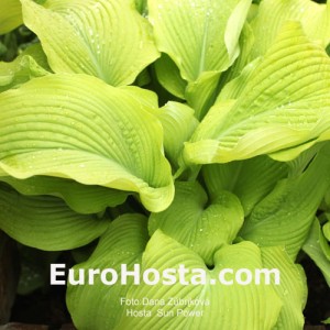 Hosta Sun Power - Eurohosta