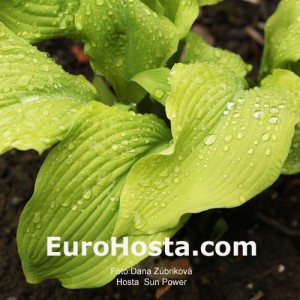 Hosta Sun Power - Eurohosta