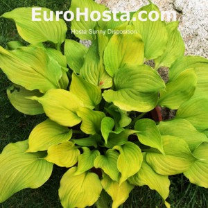 Hosta Sunny Disposition