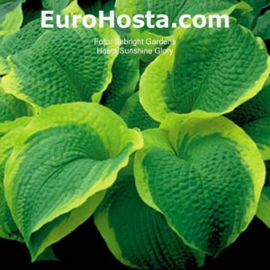 Hosta Sunshine Glory