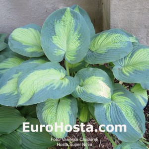 Hosta Super Nova - Eurohosta