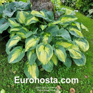 Hosta Super Nova - Eurohosta