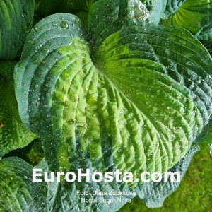 Hosta Super Nova - Eurohosta