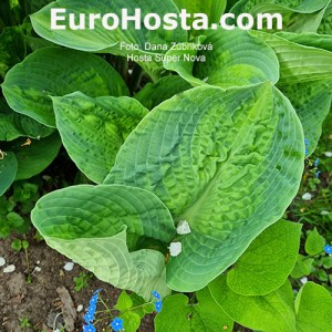 Hosta Super Nova - Eurohosta