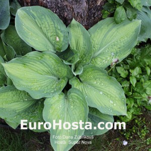 Hosta Super Nova - Eurohosta