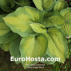 Hosta Super Nova - Eurohosta