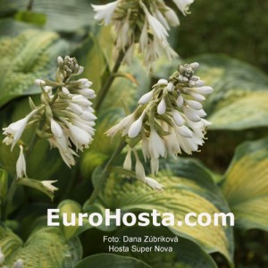 Hosta Super Nova - Eurohosta