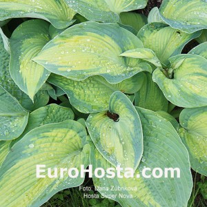 Hosta Super Nova - Eurohosta