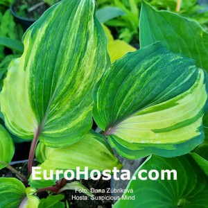 Hosta Valley’s Suspicious Mind