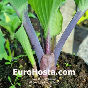 hosta Symphony in Blue 