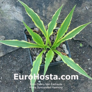 Hosta Syncopated Harmony