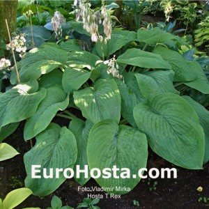 Hosta T. Rex - Eurohosta