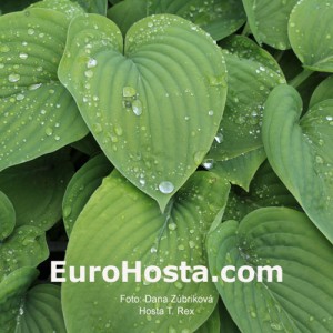 Hosta T. Rex - Eurohosta