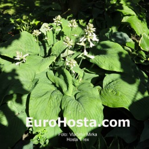 Hosta T. Rex - Eurohosta