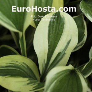 Hosta Tambourine - Eurohosta