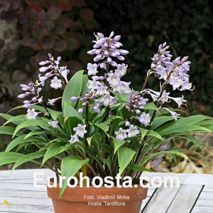 Hosta Tardiflora