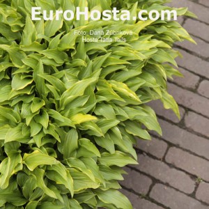 Hosta Tattle Tails Eurohosta