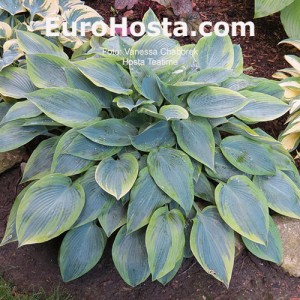 Hosta Teatime - Eurohosta