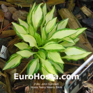 Hosta Teeny-weeny Bikini - Eurohosta