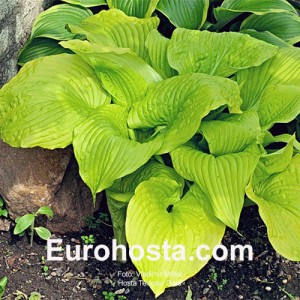 Hosta Templar Gold