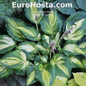 Hosta The Queen