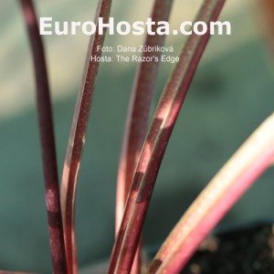 Hosta The Razor's Edge - Eurohosta