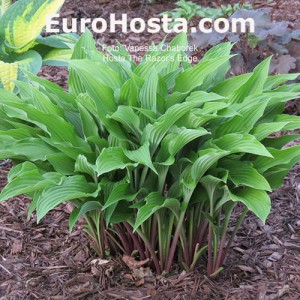 Hosta The Razor's Edge