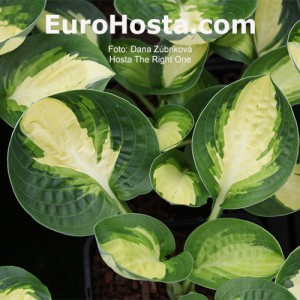 Hosta The Right One