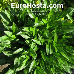 Hosta The Twister