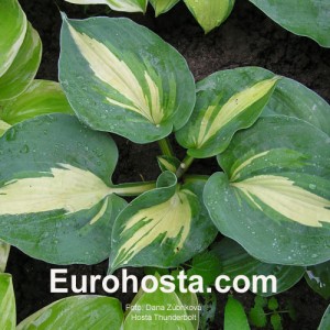 Hosta Thunderbolt