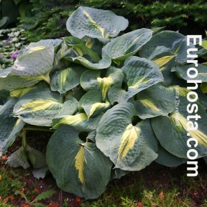 Hosta Thunderbolt