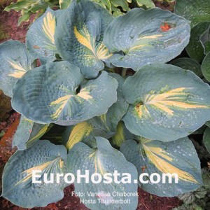 Hosta Thunderbolt