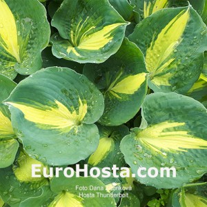 Hosta Thunderbolt