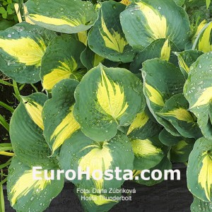 Hosta Thunderbolt