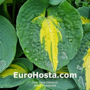 Hosta Thunderbolt