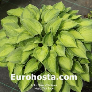 Hosta Tick Tock