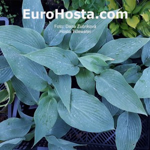 Hosta Tidewater