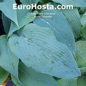 Hosta Tidewater