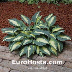 Hosta Timeless Beauty - Eurohosta