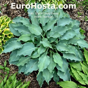 Hosta Titanium