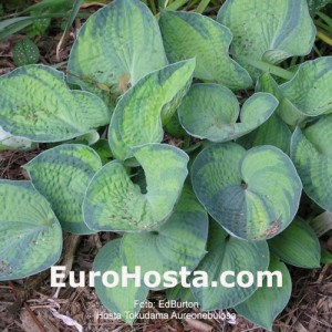 Hosta Tokudama Aureonebulosa