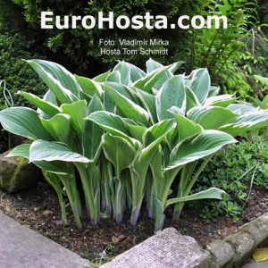 Hosta Tom Schmid - Eurohosta