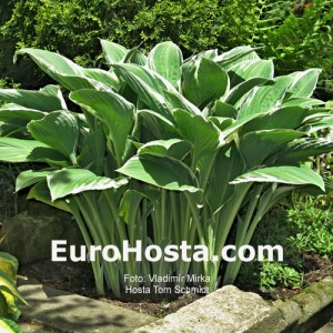 Hosta Tom Schmid - Eurohosta