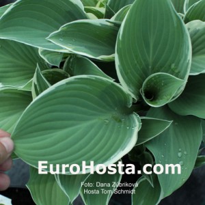 Hosta Tom Schmid - Eurohosta