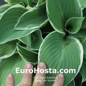 Hosta Tom Schmid - Eurohosta