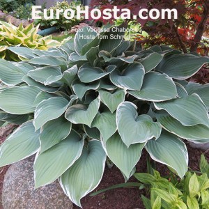 Hosta Tom Schmid - Eurohosta